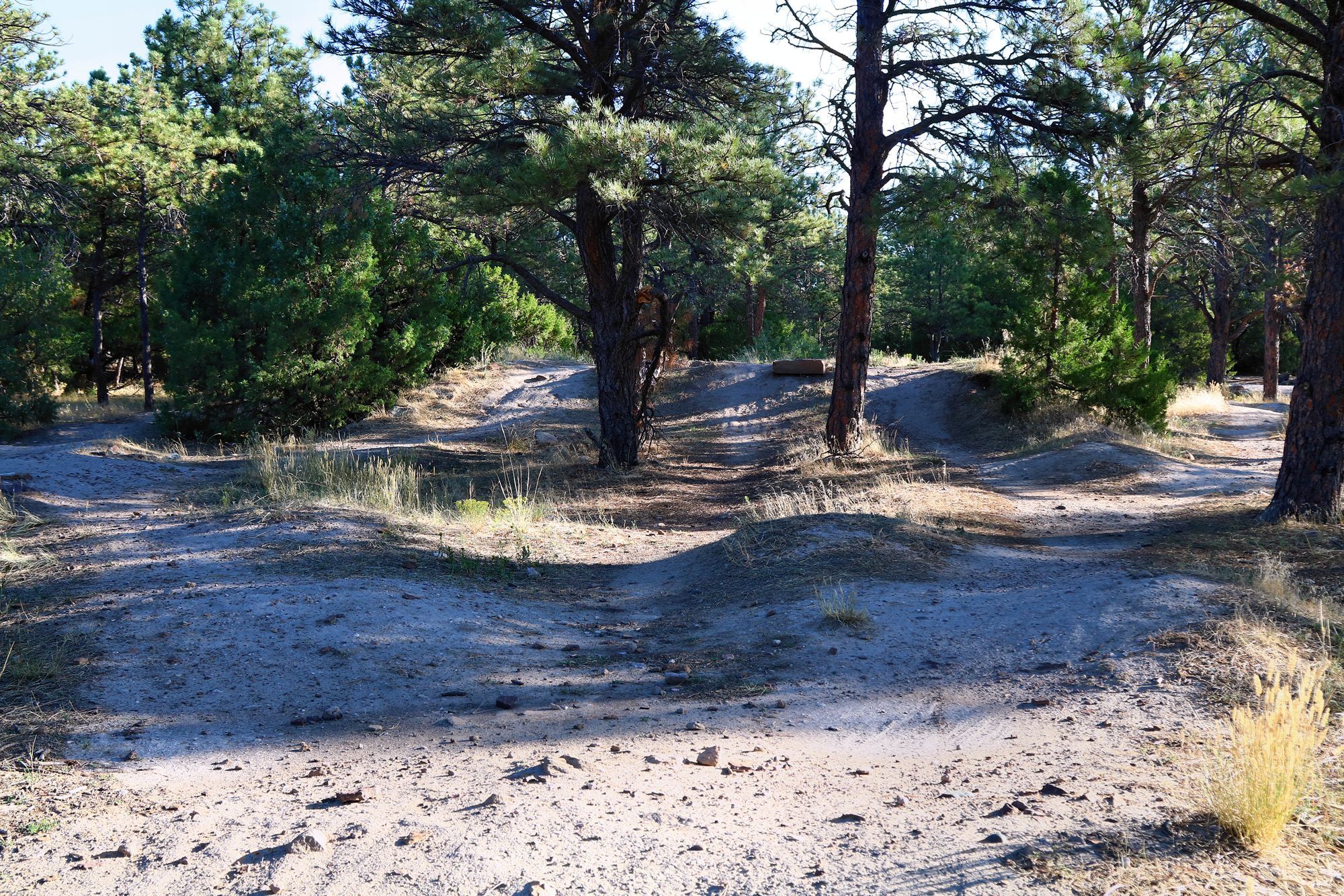 Pista de BMX de tierra entre pinos, sin riders